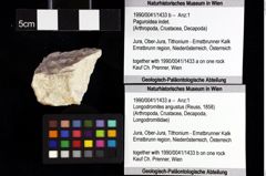 Foto (Objket + Etiketten) von Decapoda indet. 